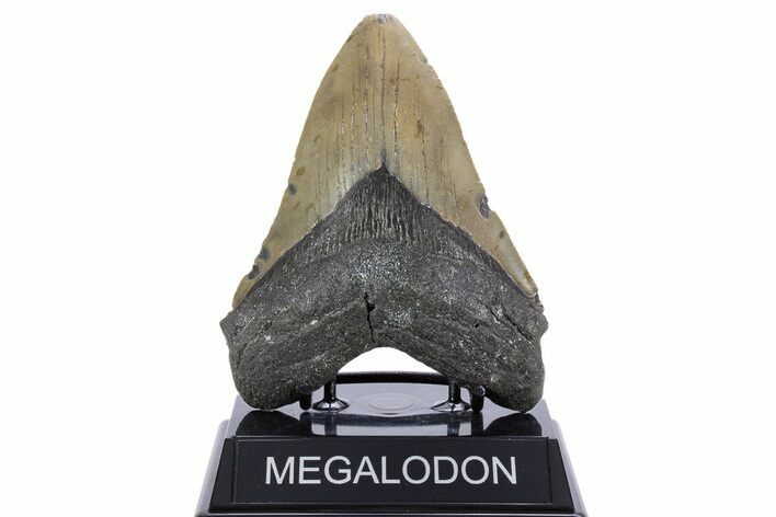 Serrated, Fossil Megalodon Tooth - North Carolina #345666